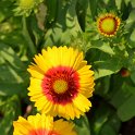 Gaillardia aristata 'Mesa jaune bicolore' (2)
